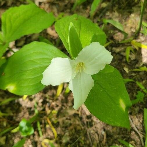 Trillium grandiflorum Flower