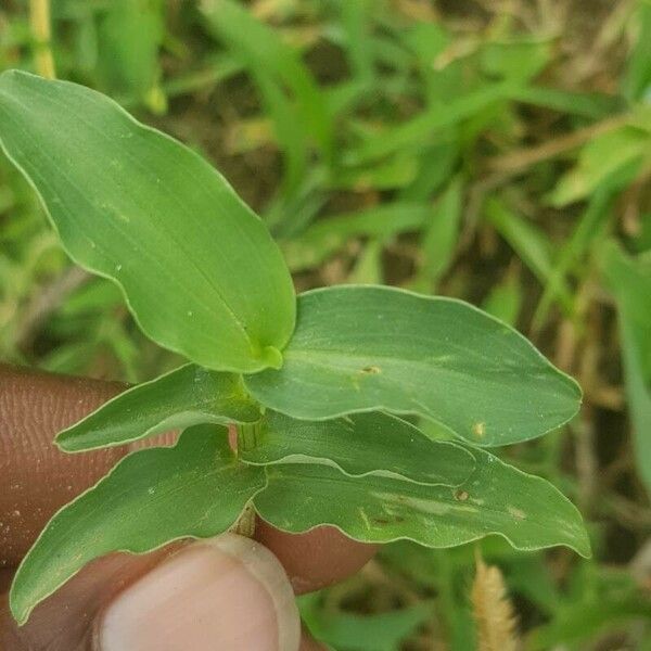 Commelina benghalensis Листок