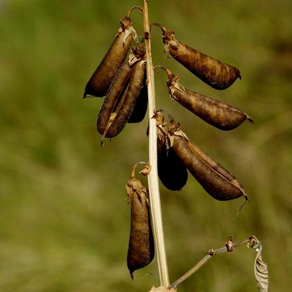 Crotalaria verrucosa Fruit