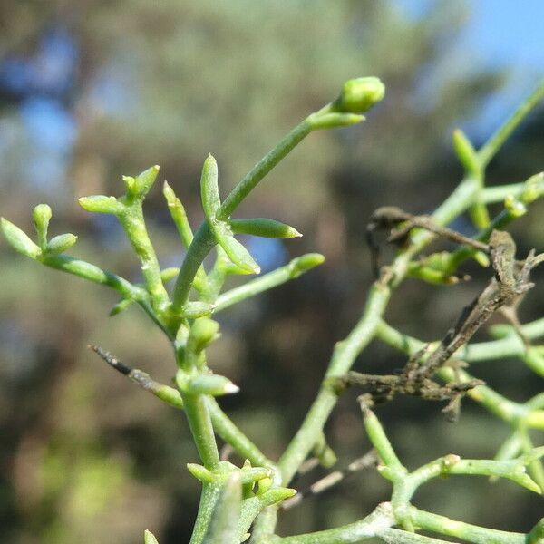 Thesium humifusum Blatt