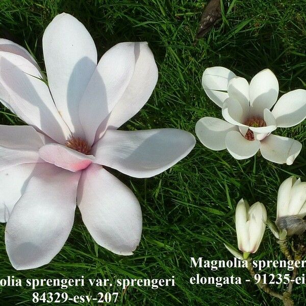 Magnolia sprengeri Lorea