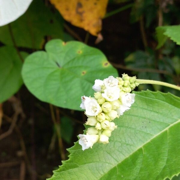 Varronia curassavica 花