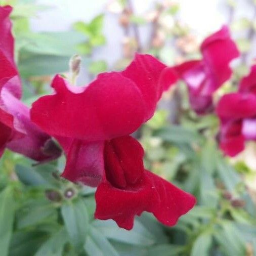 Antirrhinum majus Flor