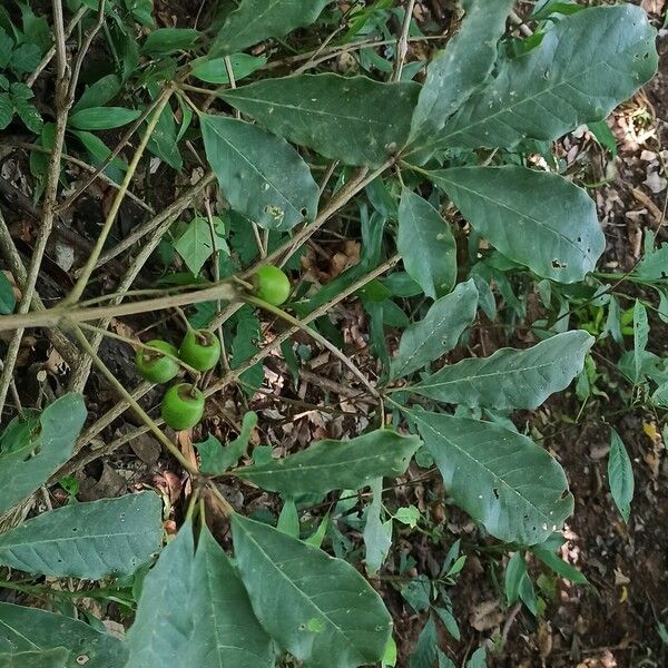 Vitex doniana Leaf