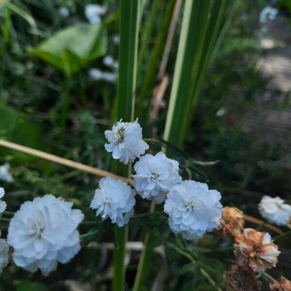 Achillea ptarmica Květ