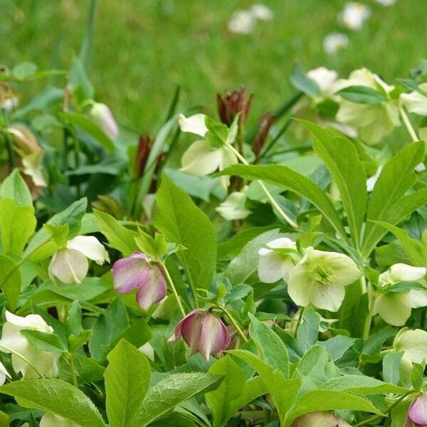 Helleborus orientalis Habitus