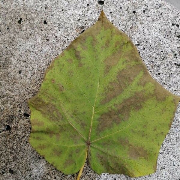 Paulownia tomentosa Frunză