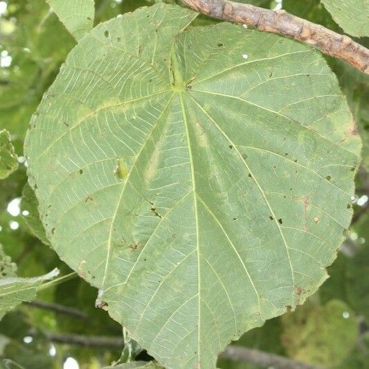 Dombeya pilosa Ліст