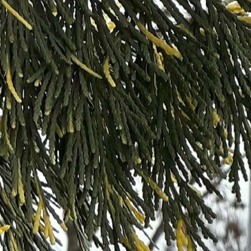 Calocedrus decurrens Blad