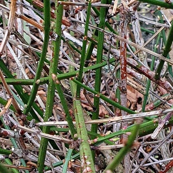 Ephedra distachya Bark