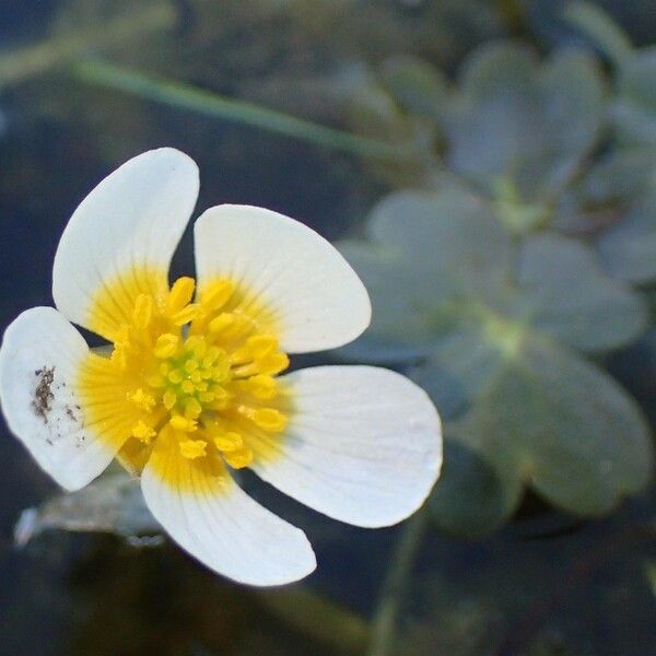 Ranunculus peltatus Flower