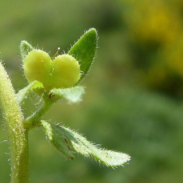 Veronica arvensis Frucht