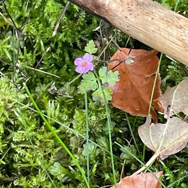 Geranium purpureum পাতা