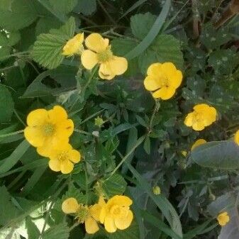 Ranunculus repens Blüte