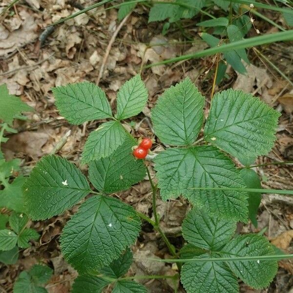 Rubus saxatilis Hedelmä