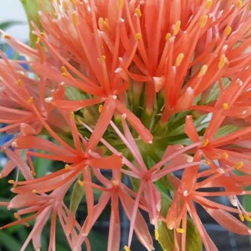 Scadoxus multiflorus 花