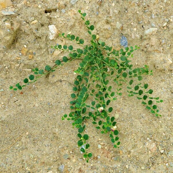 Capparis spinosa 形態