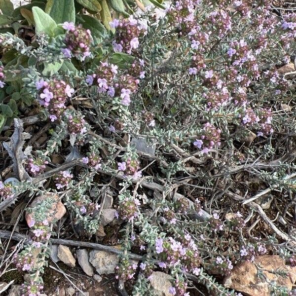 Thymus algeriensis Кветка