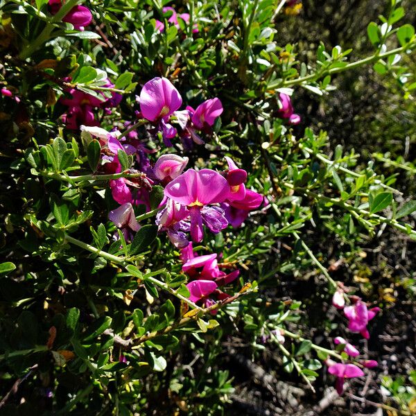 Chamaecytisus purpureus Flower