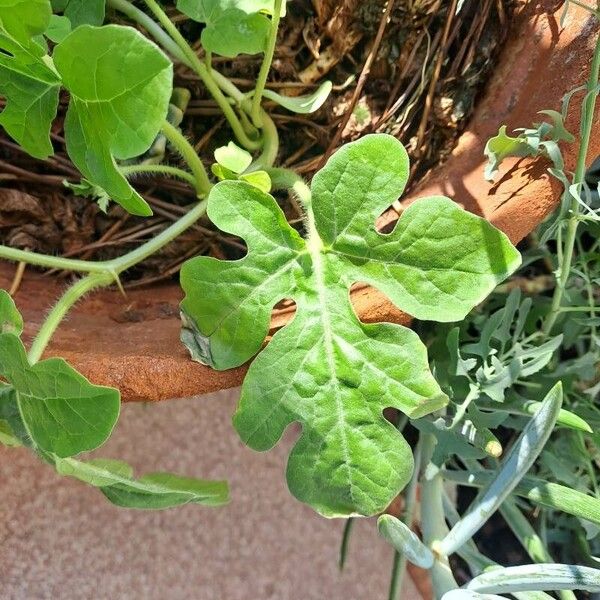 Citrullus lanatus Leaf