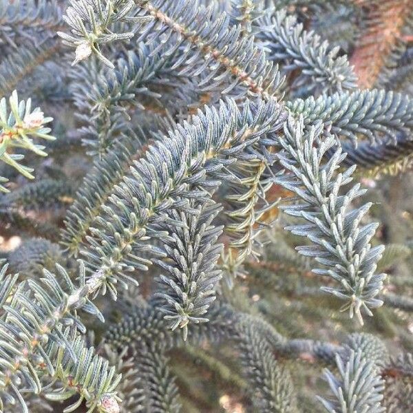 Abies pinsapo Leaf