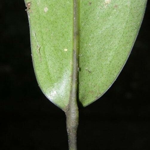 Anthurium austin-smithii Ліст