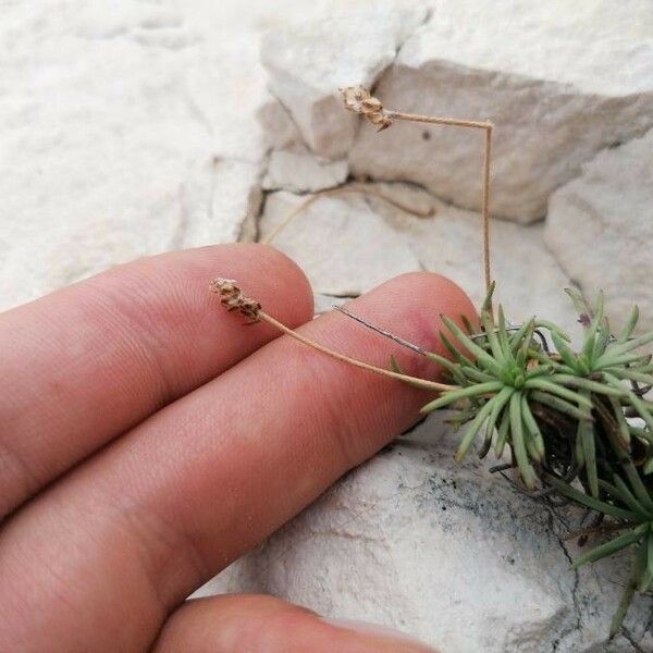 Plantago subulata Hedelmä