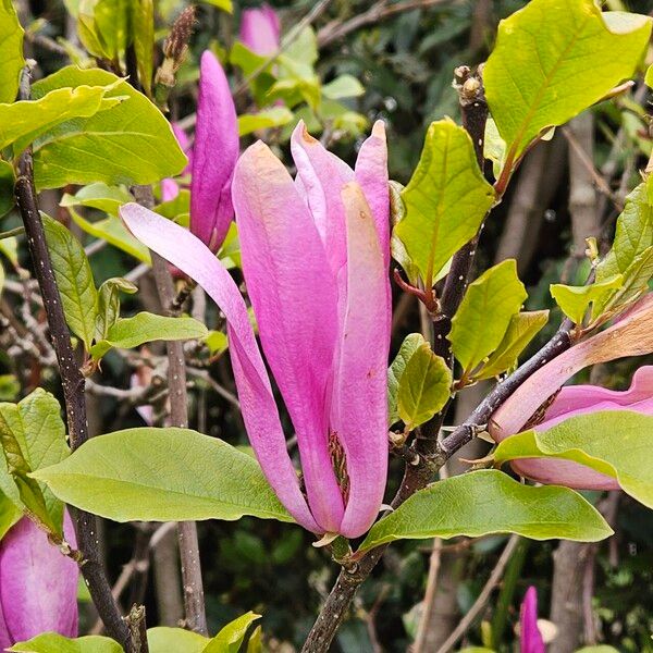 Magnolia liliiflora ᱵᱟᱦᱟ