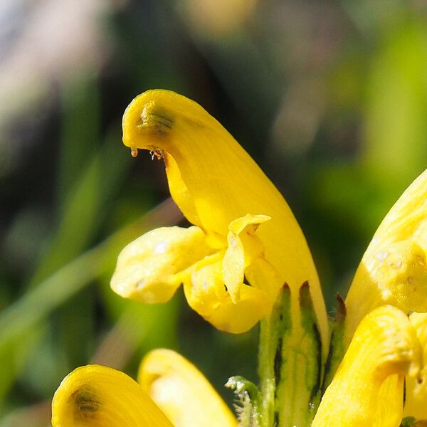 Pedicularis oederi Bloem