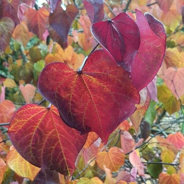 Cercis canadensis Foglia