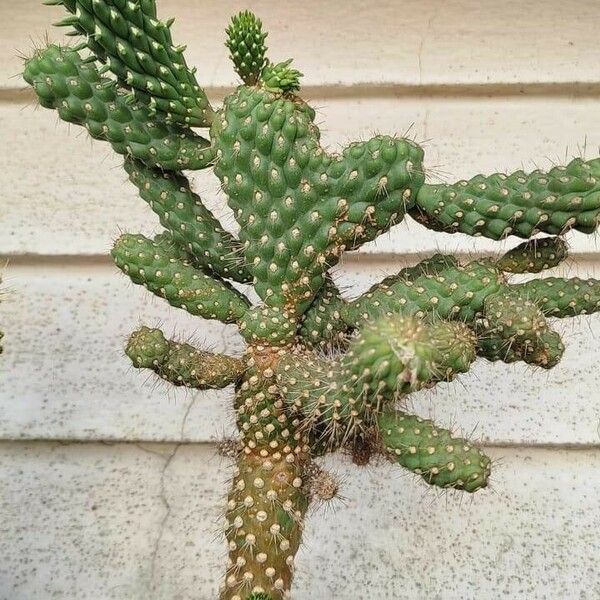 Cylindropuntia fulgida Φύλλο