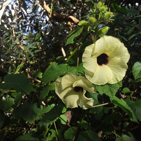 Hibiscus diversifolius Virág