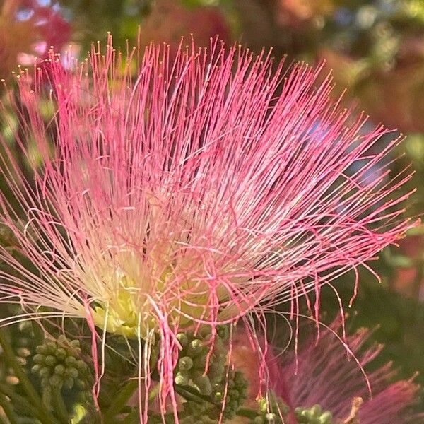 Albizia julibrissin Květ