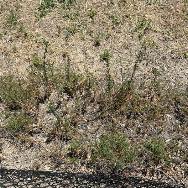 Artemisia biennis Leaf