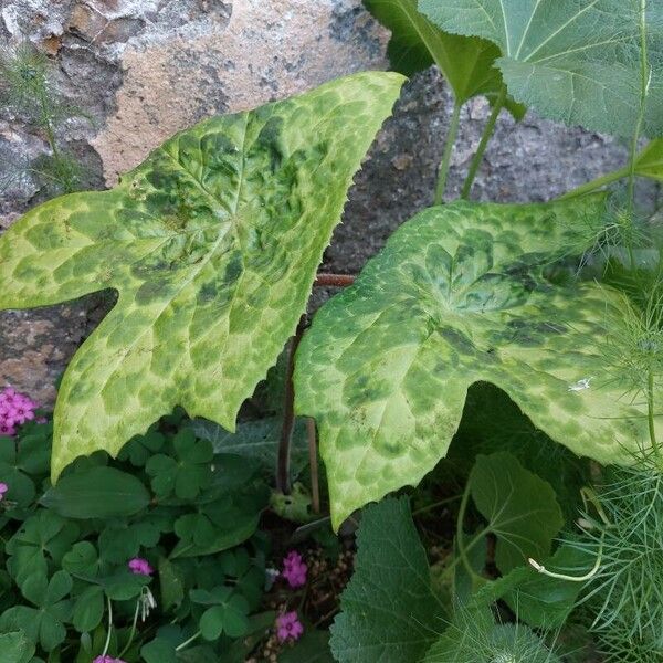 Podophyllum cv. 'Kaleidoscope' Φύλλο