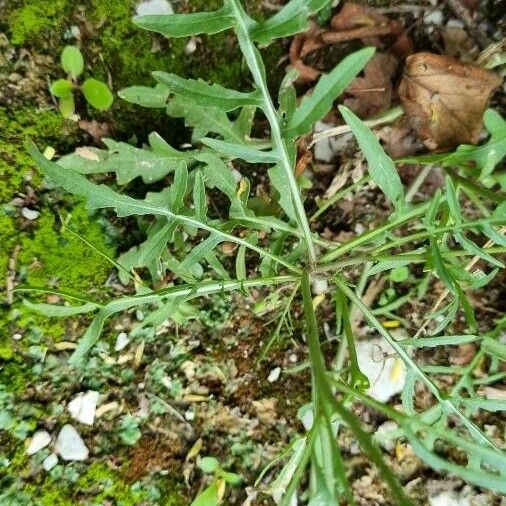 Diplotaxis tenuifolia Leht