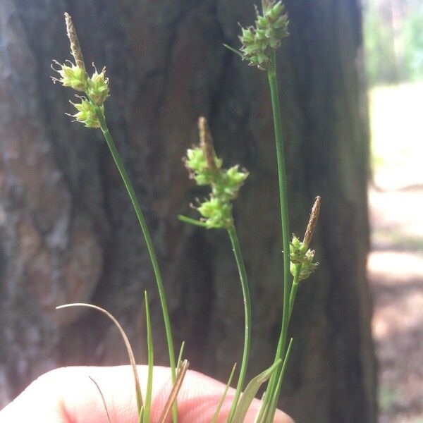 Carex pilulifera Květ