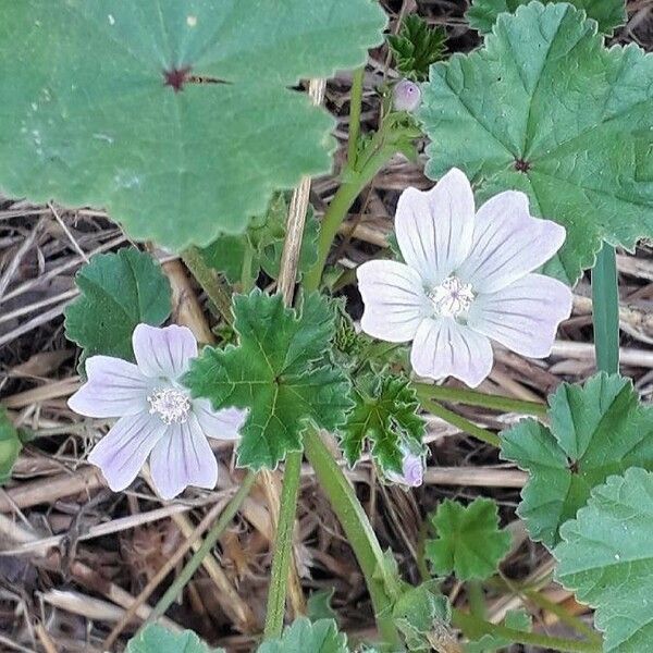 Malva neglecta Květ