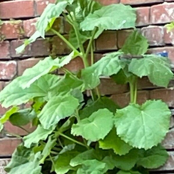 Paulownia tomentosa पत्ता