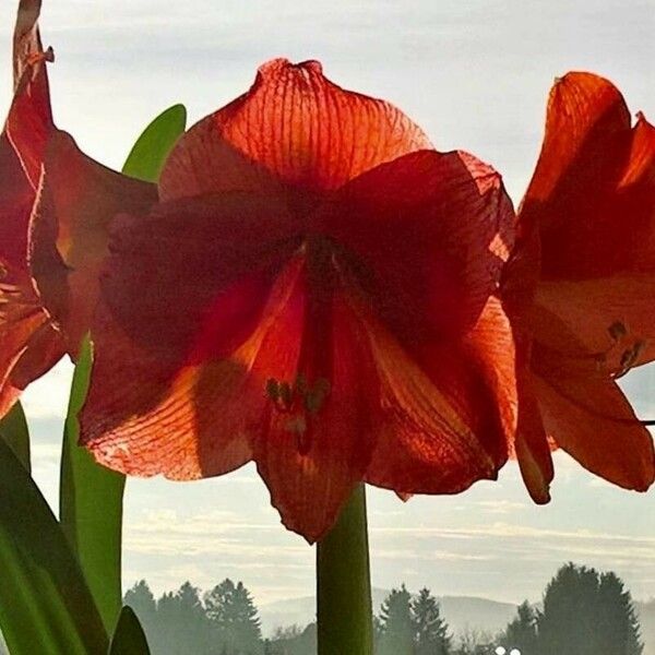 Hippeastrum reginae Λουλούδι