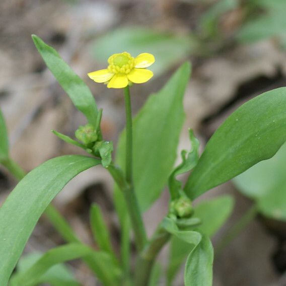 Ranunculus ophioglossifolius Plante entière