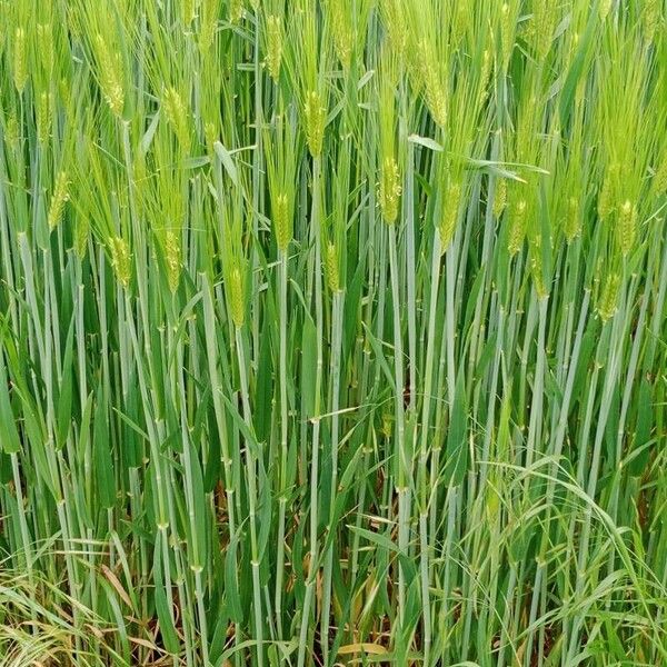 Hordeum vulgare Flower