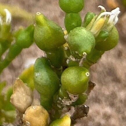 Cakile edentula Fruit