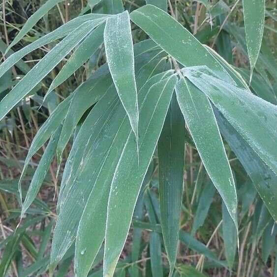 Pseudosasa japonica Hoja