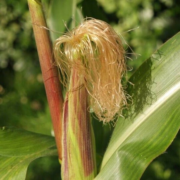 Zea mays Květ