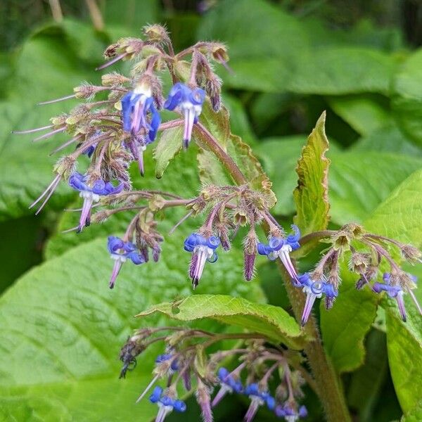 Trachystemon orientalis Blodyn