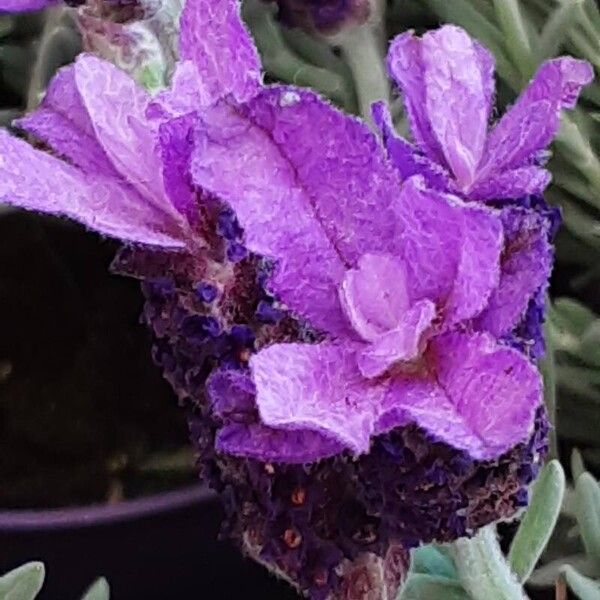 Lavandula stoechas Blomma