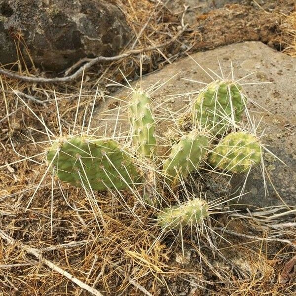 Opuntia fragilis Alkat (teljes növény)