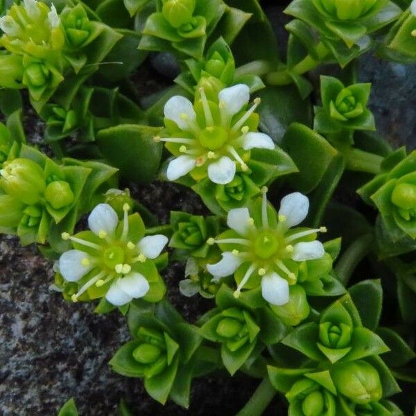 Honckenya peploides Lorea