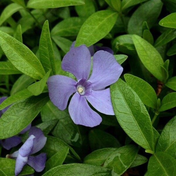 Vinca minor 花